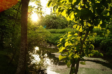 Soleil a travers les arbres devant un ruisseau