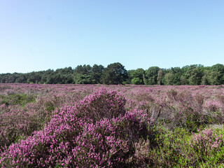 Dutch heather fully blooming in the midst of the forest in August 3