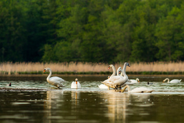 lake in the middle of the forest with white swans