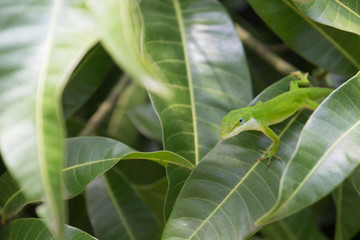 a green gecko on a green leaf