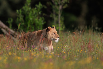 Close-up portrait of a lioness on a sunny savannah. Top predator in a natural environment. Lion, Panthera leo. 