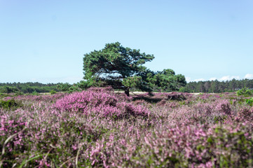 Fototapeta na wymiar Dutch heather fully blooming in the midst of the forest in August 7