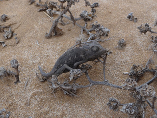 a chameleon on a branch in the desert
