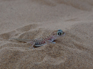 a desert gecko in the sand