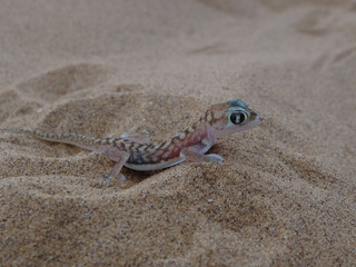 a desert gecko in the sand