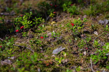 cranberries taken in a pine forest on a Sunny August day