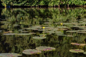 water lilies on a pond, taken on a Sunny August day
