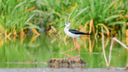 Close-up photo of Black-winged Stilt, black and white bird with very long red legs, wading in the middle of the water surface. Himantopus himantopus.
