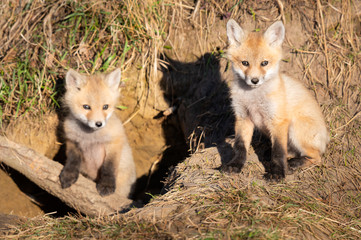 Fototapeta premium Red fox kits in the wild
