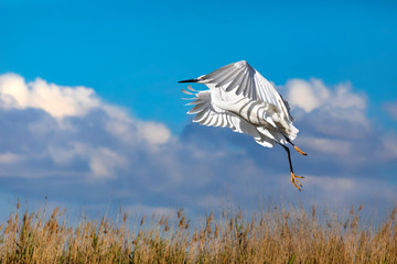 Flying white heron. Bird: Little Egret. Nature background.