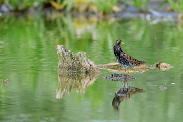 Close-up photo of Ruff in a wedding dress. Philomachus pugnax.