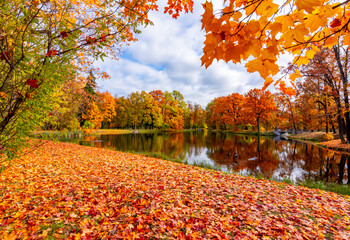 Autumn foliage in Alexander park, Tsarskoe Selo (Pushkin), Saint Petersburg, Russia