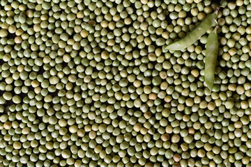 Green pea seeds (peas) are distributed over the entire surface. Full population. Two pea pods in the upper right corner.