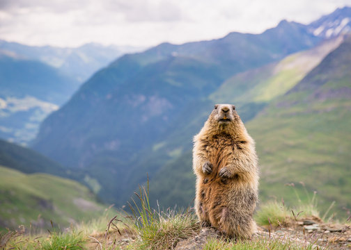 marmot in the alps