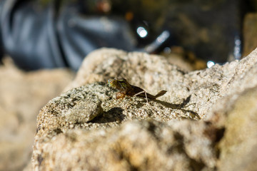 . A Large Red Damselfly Pyrrhosoma nymphula starting to emerge from  the exuvia with its head and thorax visible 2 of 10 in series