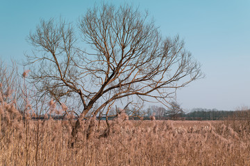 Lonely dry tree in a field of tall dry grass. Belarusian spring landscape.