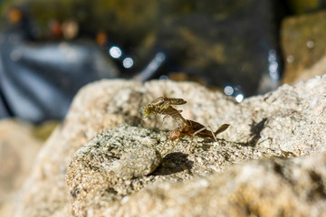  A Large Red Damselfly Pyrrhosoma nymphula emerging from nymph with head and thorax raised to help pull rest of abdomen free 5 of 10 in series.