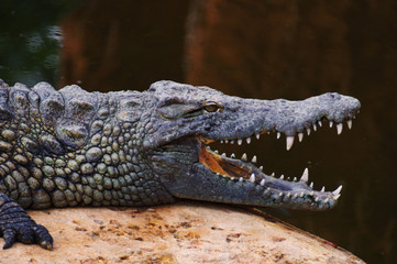 Crocodile avec la gueule ouverte