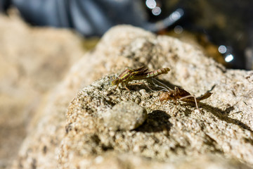  A Large Red Damselfly Pyrrhosoma nymphula now fully extracted from the exuvia of the nymph with the white threads of tracheal linings visible 7 of 10 in series