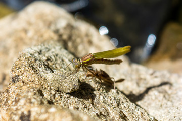  A Large Red Damselfly Pyrrhosoma nymphula newly emerged with wings full length but still partially compressed 9 of 10 in series