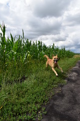dog in the cornfield