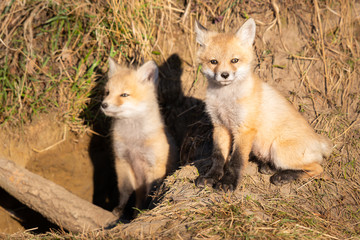Red fox kits in the wild