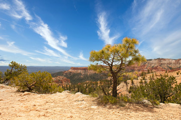 Lonely tree at Bryce Canyon National Park in Utah