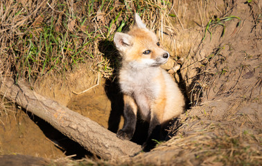 Red fox kits in the wild