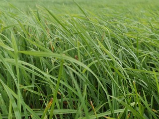 green wheat field