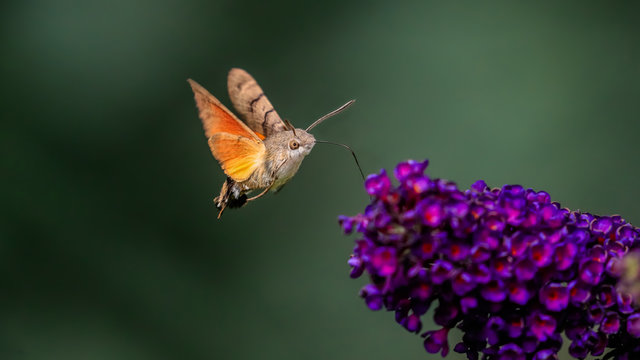Summer poetic photo. Hummingbird hawk-moth floats around flowering summer lilac (butterfly bush) and sucks a nectar. Macroglossum stellatarum, Buddleia davidii.