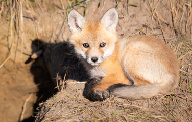 Red fox kits in the wild