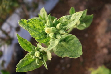 Flowering tobacco plant