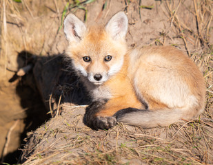 Obraz premium Red fox kits in the wild