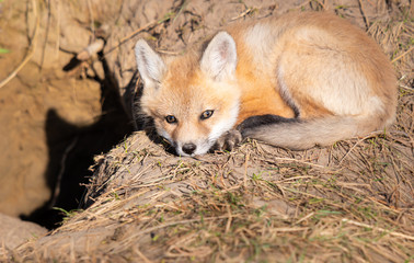 Red fox kits in the wild