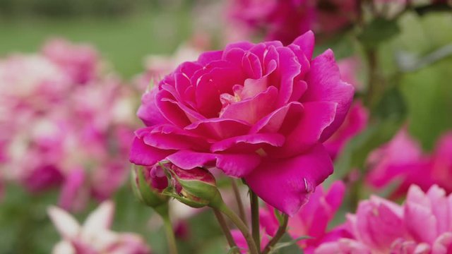 Pan of Fresh Pink Rose in Garden with Shallow Depth of Field