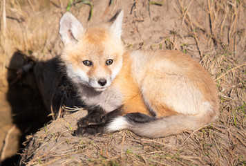 Red fox kits in the wild