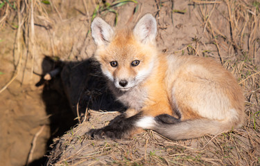 Red fox kits in the wild
