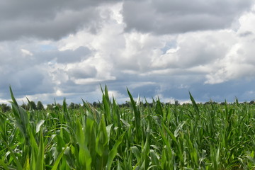 green field and blue sky