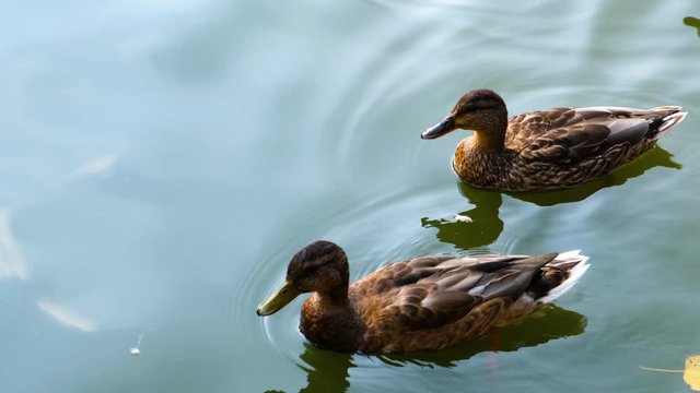 Wild ducks swimming in water.