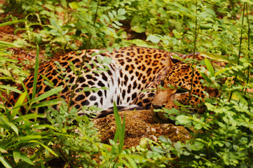 Jaguar tapis dans les herbes