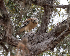 Hawk bird stock photo.  Image. Portrait. Picture. Hawk bird perched on branch with background.  Hawk bird close-up profile.