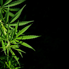 Fototapeta na wymiar Brightly lit of plant cannabis on a dark background. Selective focus.
