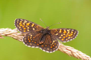 motyl przeplatka atalia