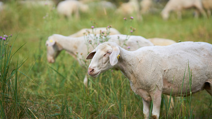 Landschaftspflege durch Schafe im Herrenkrugpark am Ufer der Elbe in Magdeburg