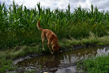 dog in the pond