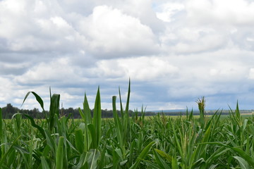 green cornfield and blue sky