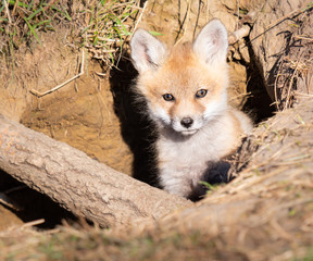 Red fox kits in the wild