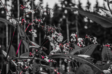 Fototapeta premium flowers on a black background, dark forest