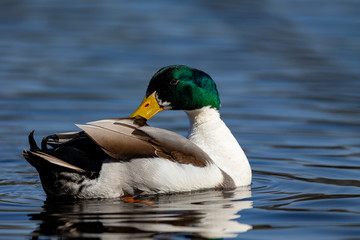 Mallard (Anas platyrhynchos) in the nature protection area Moenchbruch near Frankfurt, Germany.