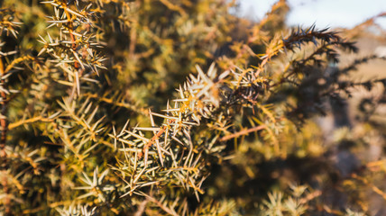 Details of a branch of a pine tree